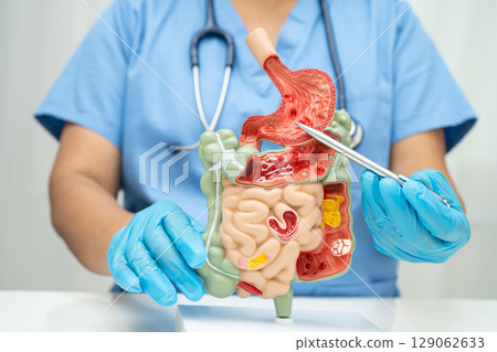 Digestive system with stomach and intestine, Asian doctor holding human anatomy model for study diagnosis and treatment in hospital. 129062633