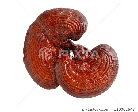 Lingzhi or Reishi mushroom with capsules, organic natural healthy food isolated on white with clipping path. Lingzhi or Reishi mushroom with capsules, organic natural healthy food isolated on white with clipping path. 129062648
