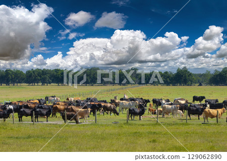 Milk cows grazing on green farm pasture. Feeding of cattle on farmland grassland 129062890