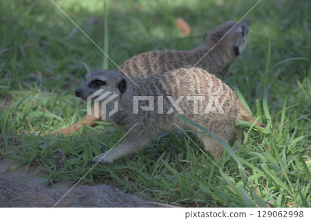 Meerkat panics when he hears a noise 129062998