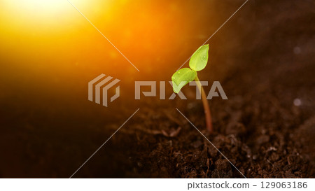 Young green seedlings growing in fertile soil under warm morning sunlight Young green seedlings growing in fertile soil under warm morning sunlight 129063186