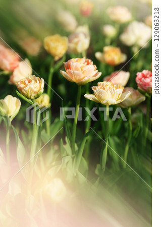 Soft focus photo of blooming double tulips in pastel tones under sunlight Soft focus photo of blooming double tulips in pastel tones under sunlight 129063218