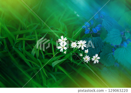 Field of blooming Stellaria holostea with white flowers and green grass background Field of blooming Stellaria holostea with white flowers and green grass background 129063220