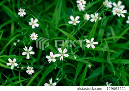 Field of blooming Stellaria holostea with white flowers and green grass background Field of blooming Stellaria holostea with white flowers and green grass background 129063221