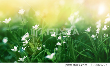 Field of blooming Stellaria holostea with white flowers and green grass background 129063224