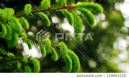Fresh green spruce branch with new needles 129063228
