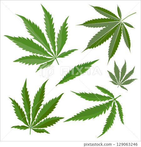 Set of cannabis leaves isolated on white background Set of cannabis leaves isolated on white background 129063246