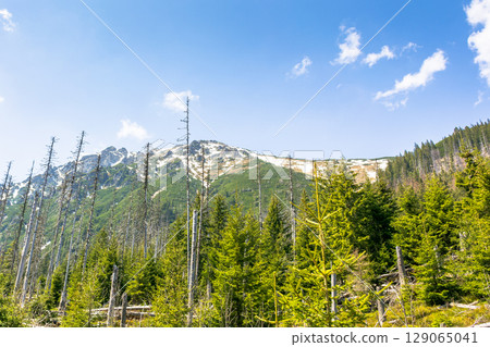 fir forest of high tatra mountain in spring. nature scenery with blue sky above majestic rock peak. beautiful alpine travel destination of europe. picturesque outdoor adventure in poland 129065041