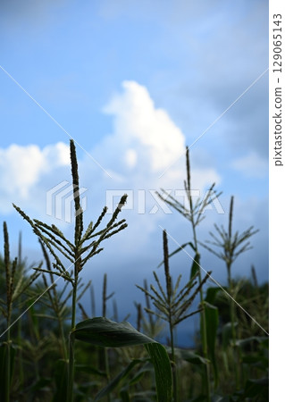 a plant that grows towards the sky 129065143