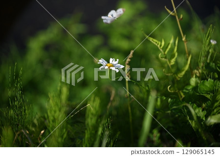  White flower 129065145