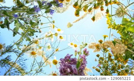 Meadow flowers in bloom moving in the wind with blue sky , down top view 129065221