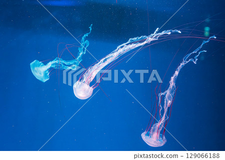 underwater photography jellyfish Purple striped jelly. Chrysaora colorata 129066188