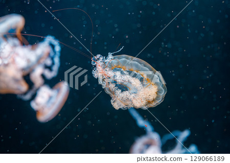 underwater photography jellyfish Chrysaora fuscescens, Pacific sea nettle, West Coast sea nettle 129066189