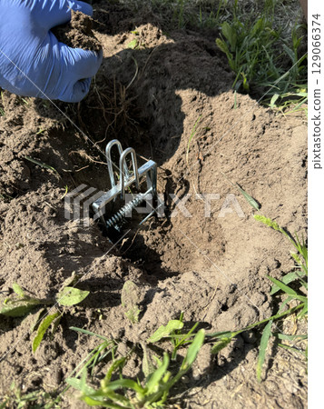 Man installing a mechanical mole trap made of galvanized steel. Installed in a mole burrow. Mole trap. Man installing a mechanical mole trap made of galvanized steel. Installed in a mole burrow. Mole trap. 129066374