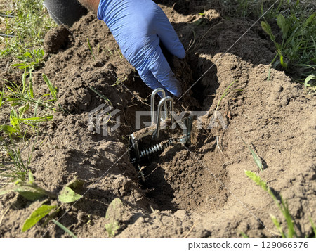 Man installing a mechanical mole trap made of galvanized steel. Installed in a mole burrow. Mole trap. 129066376