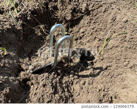 Mechanical mole trap made of galvanized steel. Installed in a mole burrow. Mole trap. Mechanical mole trap made of galvanized steel. Installed in a mole burrow. Mole trap. 129066379