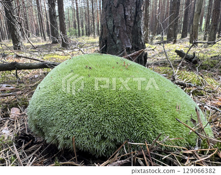 Large stone covered with green moss in a pine forest. Large stone covered with green moss in a pine forest. 129066382