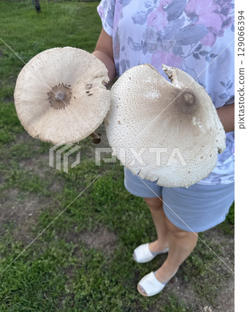 Woman holding two giant mushrooms. Variegated parasol mushroom. 129066394
