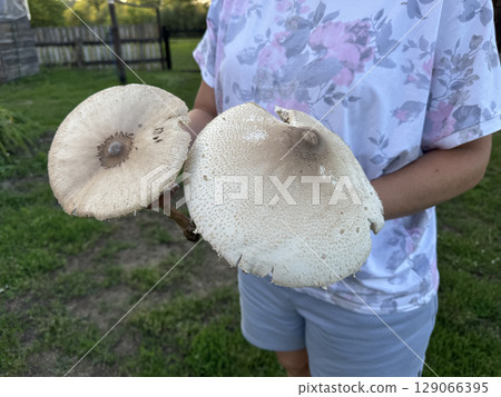 Woman holding two giant mushrooms. Variegated parasol mushroom. 129066395