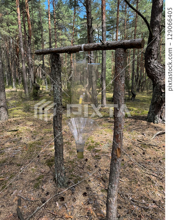 Pheromone trap in the forest. Bark beetle trap. Forest protection from pests. Pheromone trap in the forest. Bark beetle trap. Forest protection from pests. 129066405