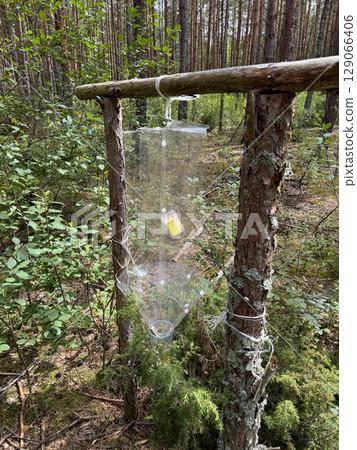 Pheromone trap in the forest. Bark beetle trap. Forest protection from pests. Pheromone trap in the forest. Bark beetle trap. Forest protection from pests. 129066406