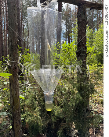 Pheromone trap in the forest. Bark beetle trap. Forest protection from pests. 129066407
