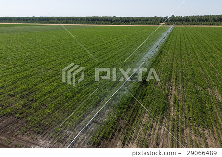 Aerial view of agricultural watering pivot irrigation system on a corn field 129066489