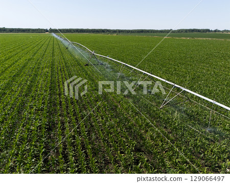 Aerial view of agricultural watering pivot irrigation system on a corn field 129066497