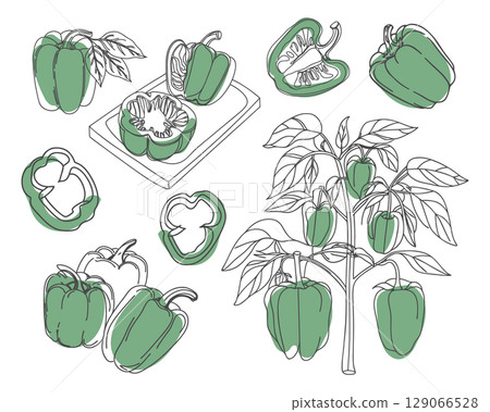 Green bell pepper collection. Illustrations of green bell peppers - whole, sliced and on the bush. Hand drawn illustration. 129066528