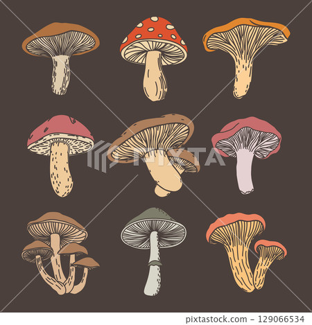 Mushroom set. Collection of hand drawn mushrooms for educational or decorative purposes. Illustration. 129066534