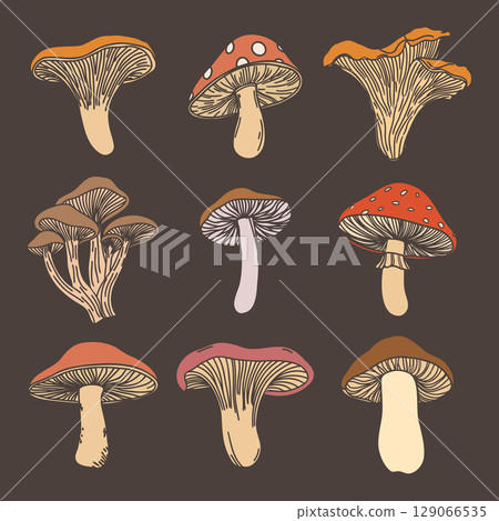 Mushroom set. Collection of hand drawn mushrooms for educational or decorative purposes. Illustration. 129066535