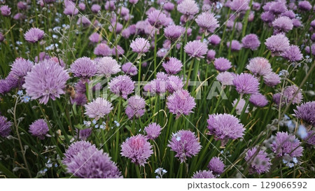 Blooming field of purple chive flowers with bees pollinating among the tall green grass Blooming field of purple chive flowers with bees pollinating among the tall green grass 129066592