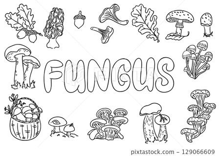 Hand drawn black and white collection of mushrooms, acorns and leaves with the word Fungus in bold letters 129066609