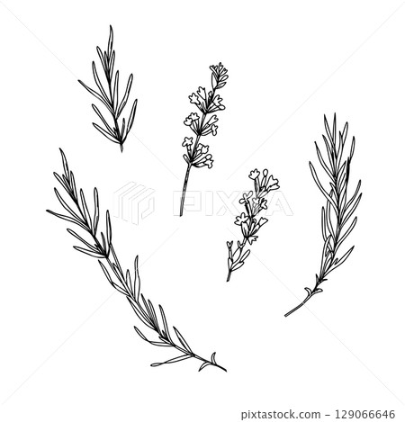 Lavender branches and flowers line art set. Hand drawn graphic Vector illustration. Black and White drawing for cards, logos and food, cosmetic design. 129066646