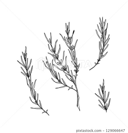 Lavender leaves, branches ink Black and White drawing. Hand drawn graphic Vector illustration. Line art for cards, logos and food, cosmetic design. 129066647