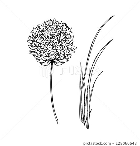 Chives, Garlic leaves and flowers vector illustration. Allium Tuberosum isolated on white background. Hand drawn botanical line art. For product packaging designs. 129066648