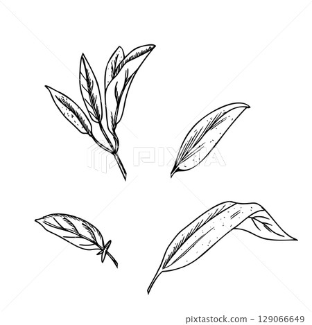 Sage leaves set vector illustration isolated on white background. Hand drawn ink botanical drawing. Salvia medical plant sketch. For herbal tea, organic cosmetics and product designs. 129066649
