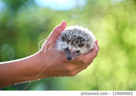 Human hands holding little african hedgehog pet outdoors on summer day. Keeping domestic animals and caring for pets concept. 129066862