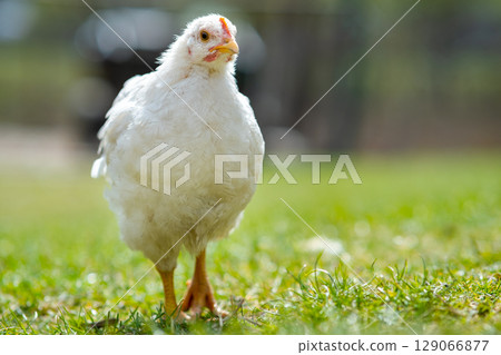Hen feed on traditional rural barnyard. Close up of chicken standing on barn yard with green grass. Free range poultry farming concept. 129066877