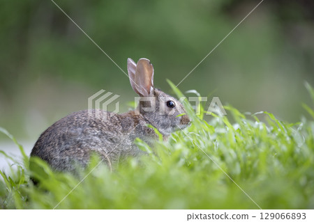Grey small hare eating grass on summer field. Wild rabbit in nature 129066893