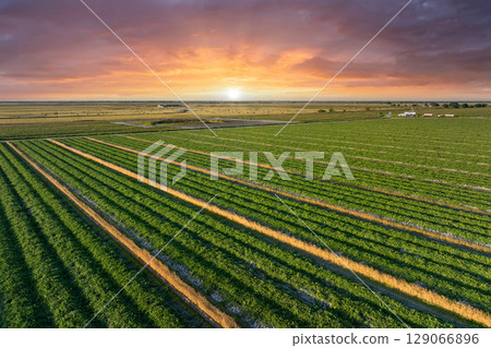 Green agricultural field with growing crops in summer season. Farming and agriculture industry 129066896