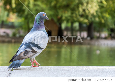Gray dove bird outdoors in a city park. Gray dove bird outdoors in a city park. 129066897