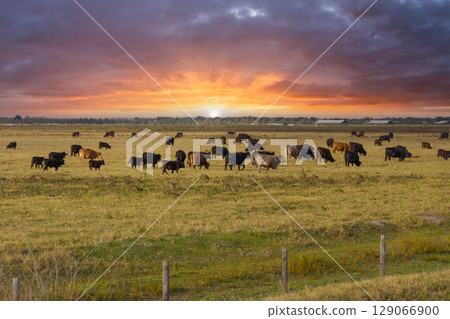 Free range milk cows grazing on farm pasture. Feeding of cattle on farmland grassland 129066900