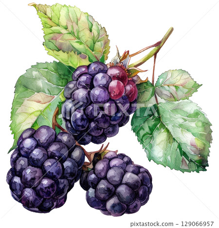 Delicate watercolor painting of a single sprig of ripe blackberries isolated on clean white background. Botanical illustration with realistic berries, leaves and stems in natural style 129066957