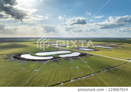 Drinking source for milk cows on green farm grassland in Florida. Water pond on cattle grazing in pasture field Drinking source for milk cows on green farm grassland in Florida. Water pond on cattle grazing in pasture field 129067024