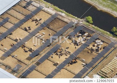 Cow feed lot with meat cows. Cattle stockyard on farm in USA Cow feed lot with meat cows. Cattle stockyard on farm in USA 129067055