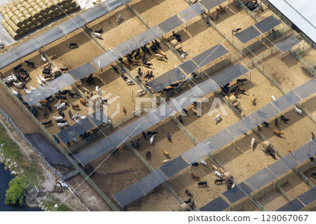 Commercial cattle stockyard with meat cows in rural Florida. Feeding of livestock on farm feedlot in USA 129067067