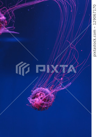underwater photos of jellyfish chrysaora pacifica jellyfish japanese sea nettle 129067170