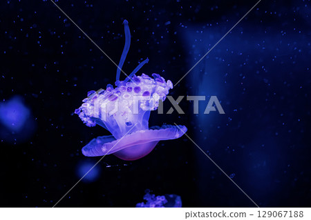 underwater photography jellyfish Cotylorhiza tuberculata, Mediterranean jellyfish 129067188