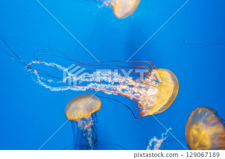 underwater photography jellyfish Chrysaora fuscescens, Pacific sea nettle, West Coast sea nettle underwater photography jellyfish Chrysaora fuscescens, Pacific sea nettle, West Coast sea nettle 129067189